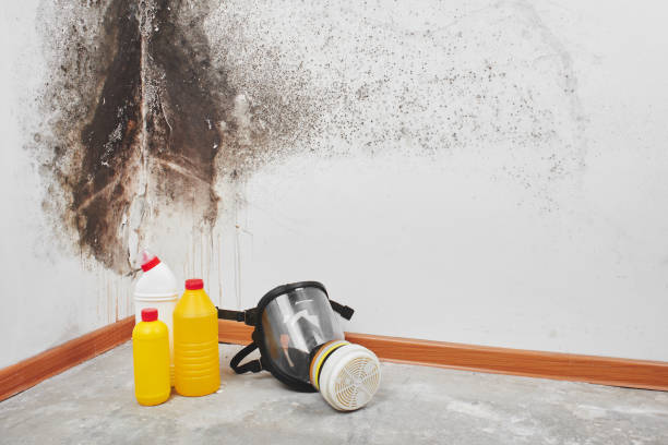 Best Commercial Mold Removal  in Walce Ridge, LA