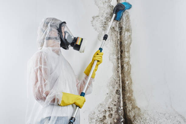 Best Attic Mold Removal  in Walce Ridge, LA