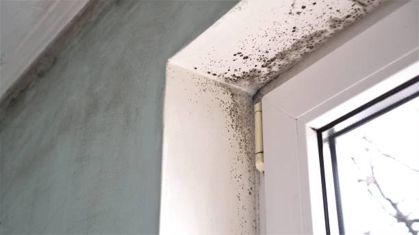 Office Mold Removal Services in Wallace Ridge, LA