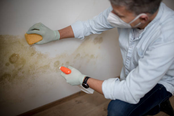 Mold Testing and Removal in Wallace Ridge, LA