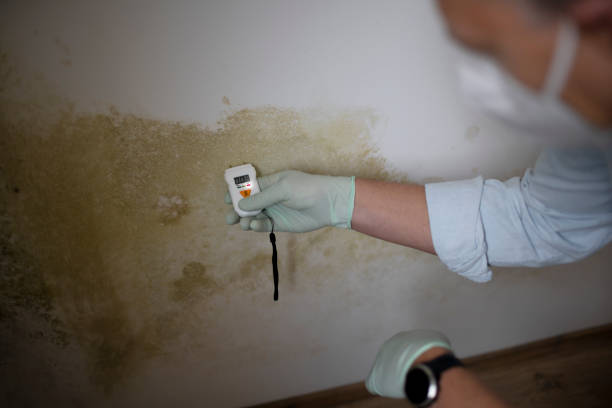 Professional Mold Removal in Wallace Ridge, LA