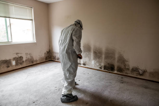 Best Certified Mold Removal  in Walce Ridge, LA