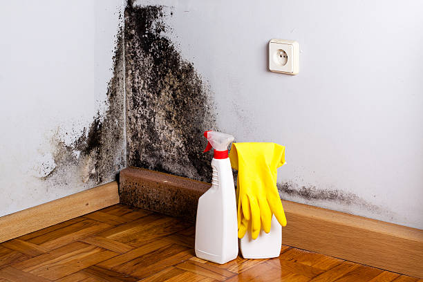 Attic Mold Removal in Wallace Ridge, LA