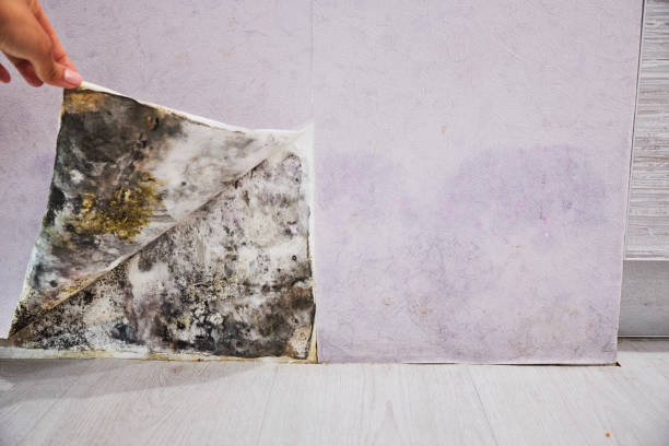 Water Damage Restoration in Wallace Ridge, LA